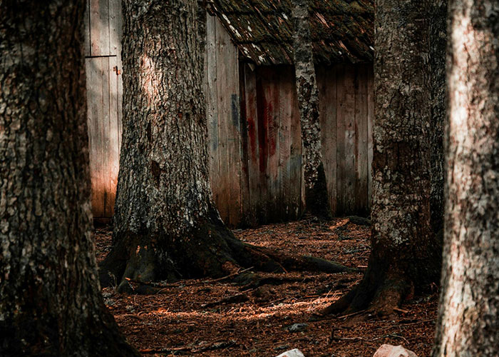 Old wooden cabin hidden among large trees in a remote forest, evoking creepy and mysterious isolated place vibes.