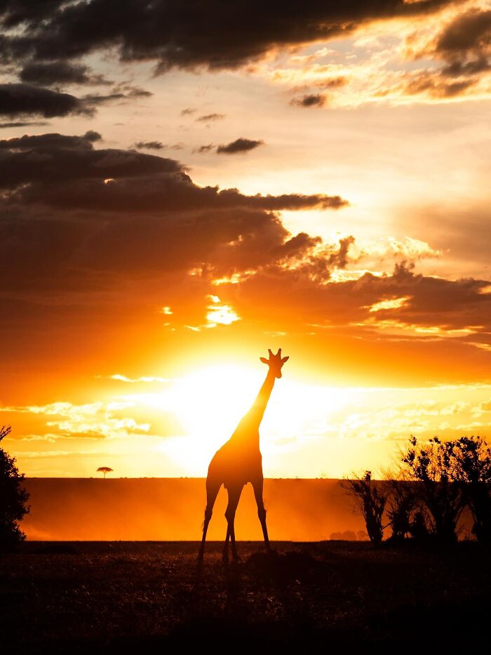 Giraffe wildlife silhouette at sunset with vibrant orange sky and dramatic clouds in natural landscape setting.