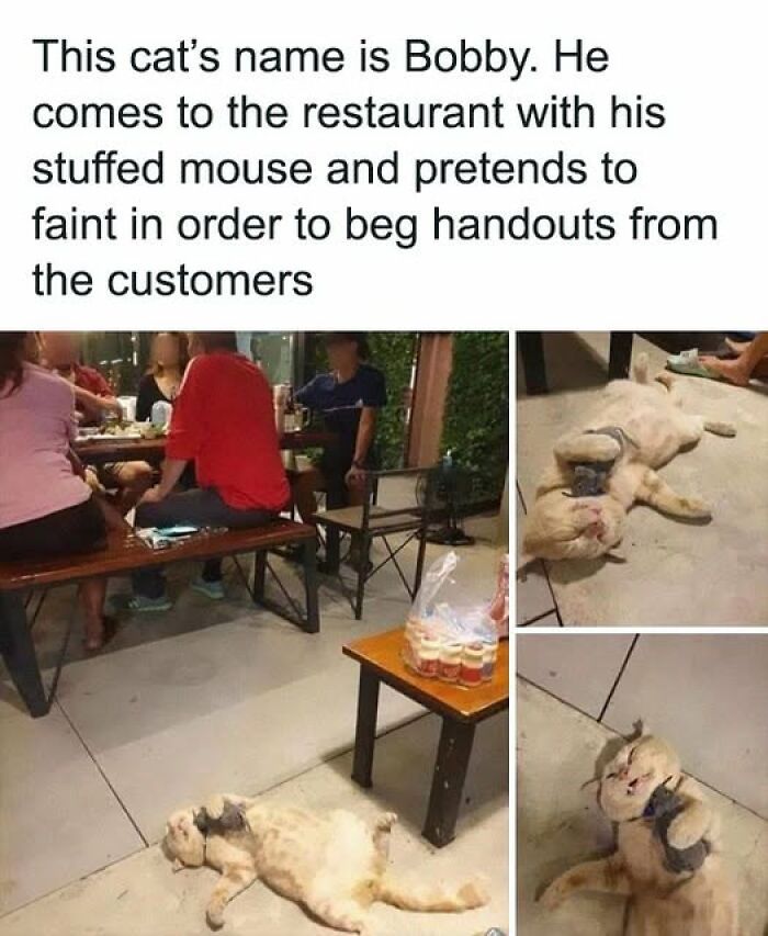 Cat behaving like a jerk pretending to faint with a stuffed mouse at a restaurant to get handouts from customers.
