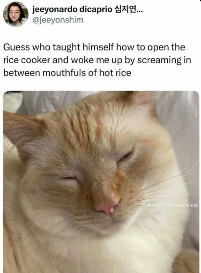 Close-up of a sleepy cat caught behaving like a jerk after opening a rice cooker and eating hot rice.