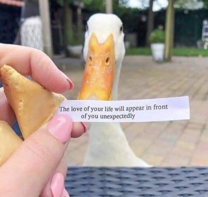 Goose looking at a fortune cookie slip with a hopeful message in a cute and sweet animal memes context.