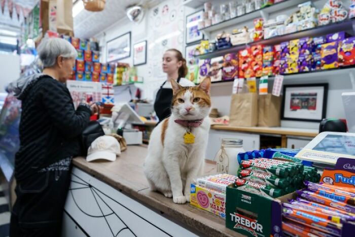 The Bodega Cat Is Having A Legislative Moment