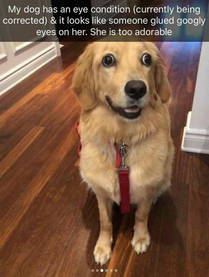 Golden retriever with googly eyes effect from an eye condition, sitting indoors, cute dogs posts.