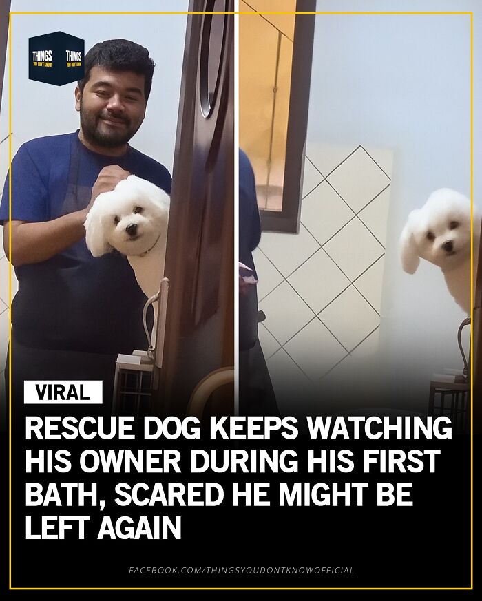 Man giving a rescue dog his first bath while the dog watches nervously, a compelling fact for dinner party conversation starters.