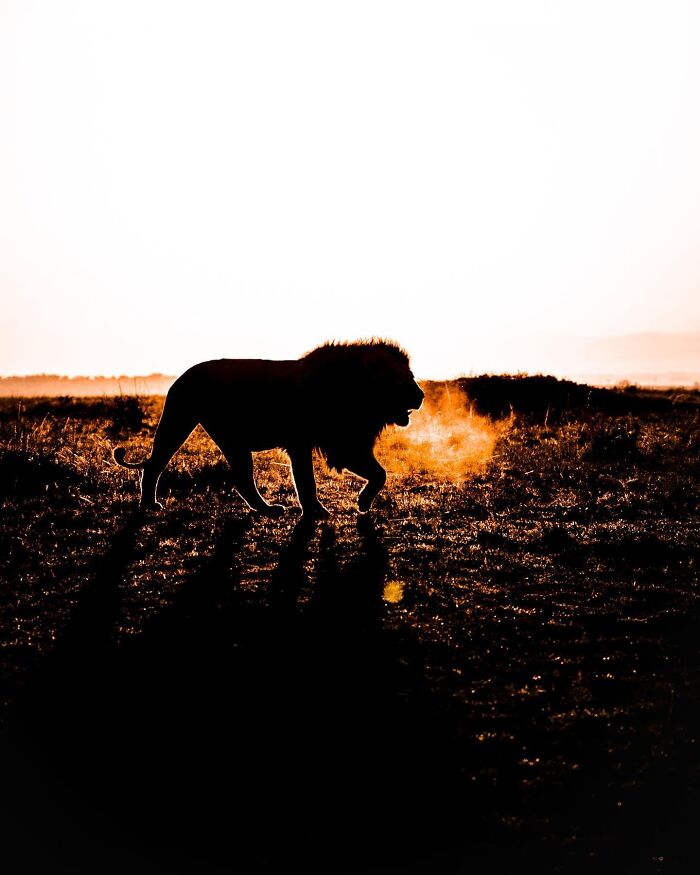 Lion wildlife silhouette at sunset with visible breath in the cool air over a grassy landscape.