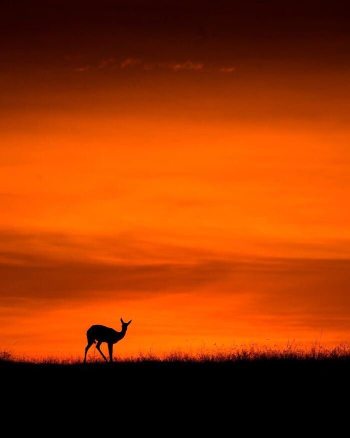 Wildlife silhouette of a deer at sunset with vibrant orange sky, showcasing stunning wildlife silhouettes at sunset.