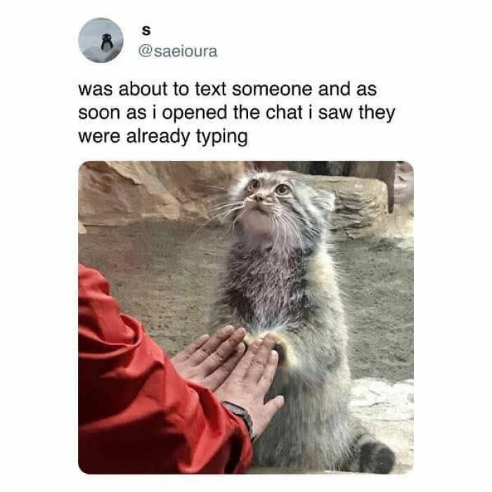 Cute and sweet animal meme showing a surprised fluffy animal reacting to someone typing in a chat conversation.