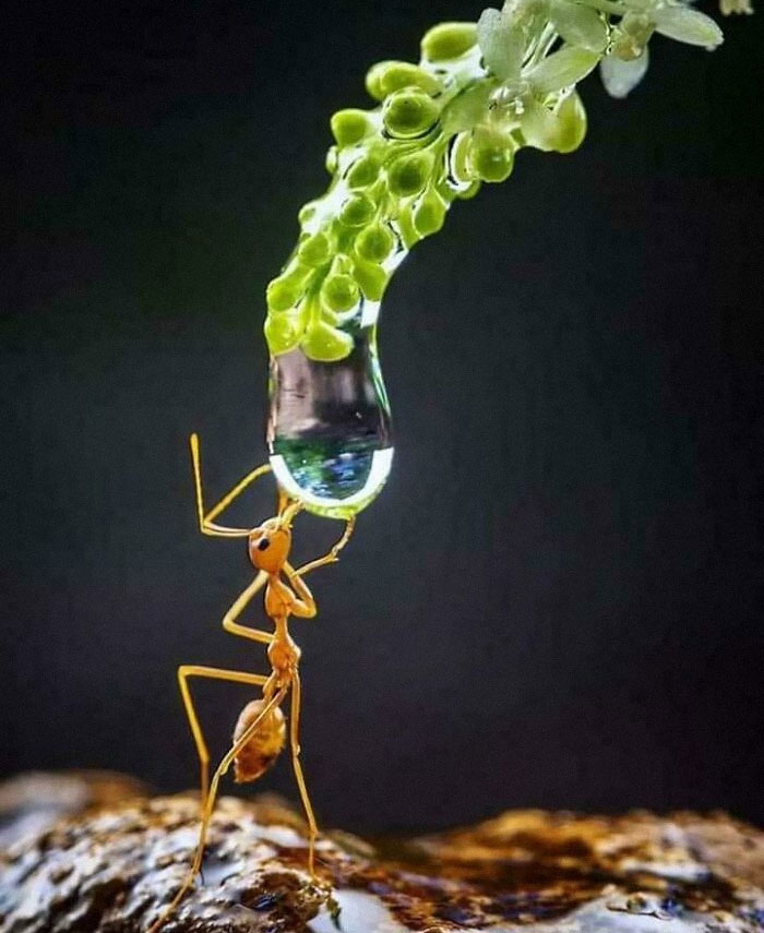 Ant carrying water droplet from green plant, symbolizing existence and reality in the universe concept.