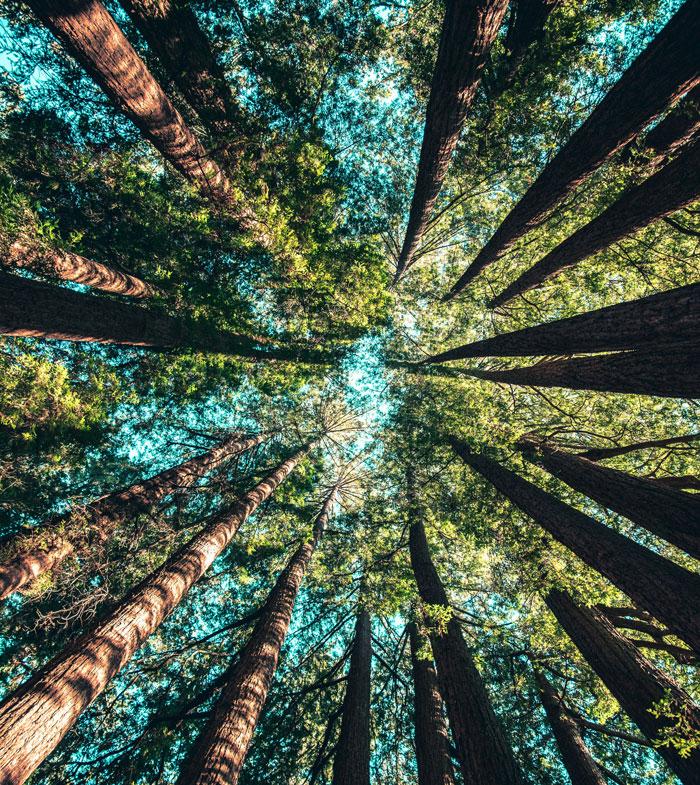 Tall trees reaching skyward in a dense forest, illustrating people who couldn't sleep after spending time in the woods.