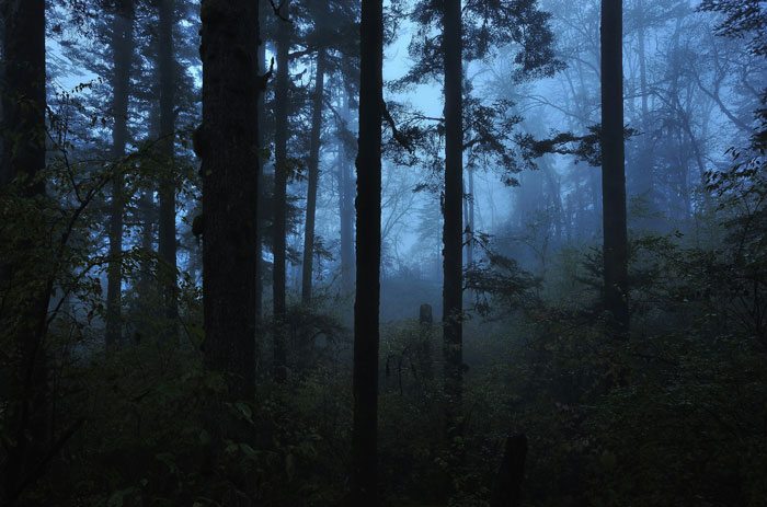 Dense dark woods with tall trees and thick fog creating an eerie atmosphere in a remote outdoor setting.