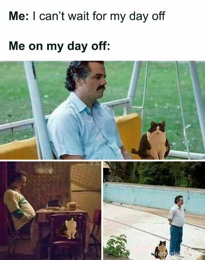 Man sitting with a cat in multiple scenes showing a humorous take on cute and chaotic cat content.