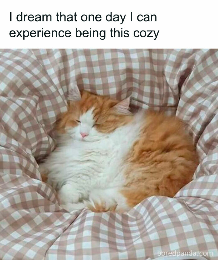 A fluffy orange and white cat sleeping comfortably on a checkered cushioned surface, perfect cute and chaotic cat content.