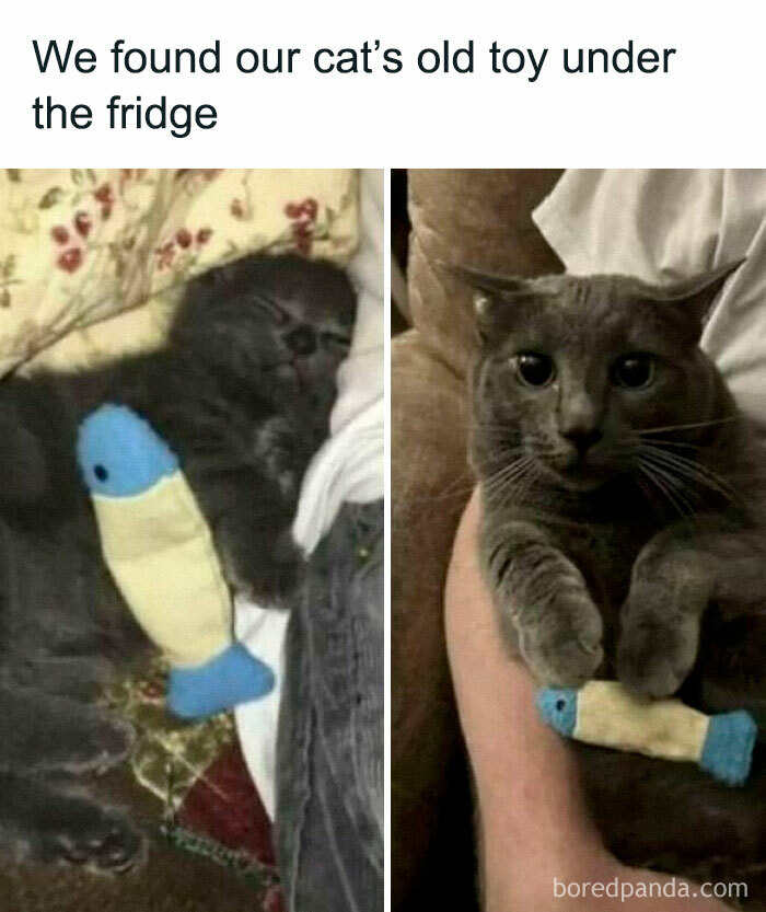 Gray cat cuddling a blue and yellow fish toy, showcasing cute and chaotic cat content for cat lovers.