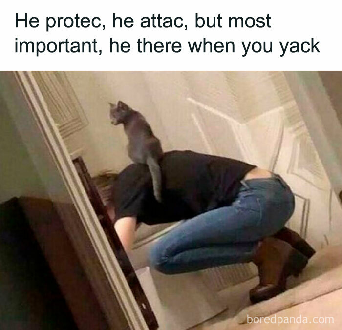 Cat meme showing a gray cat sitting on a person's back while they are crouched near a toilet, illustrating cute and chaotic cat content.