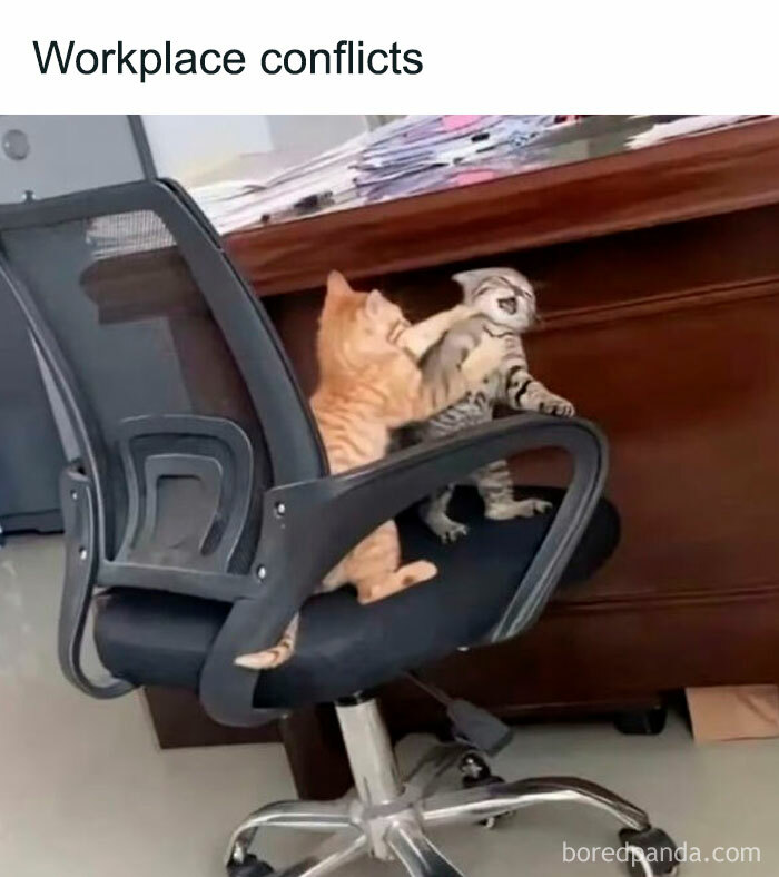 Two cats playfully fighting on an office chair, showcasing cute and chaotic cat content in a workplace setting.