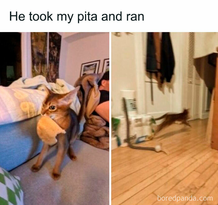 A chaotic cat running away with a pita bread in its mouth inside a home.