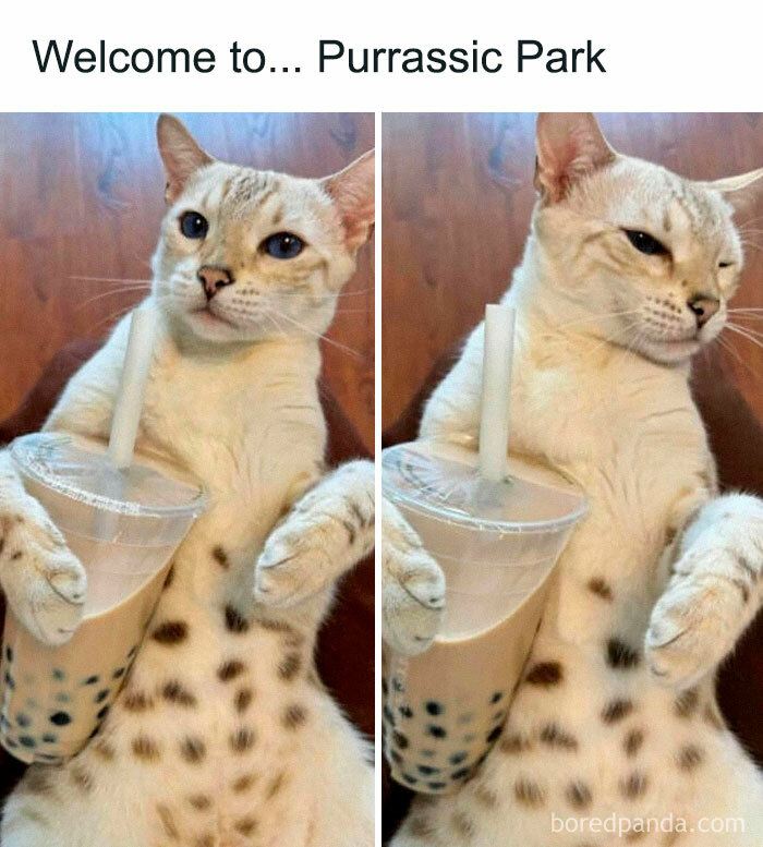 Cat holding a bubble tea drink with a playful expression, perfect for cute and chaotic cat content fans.