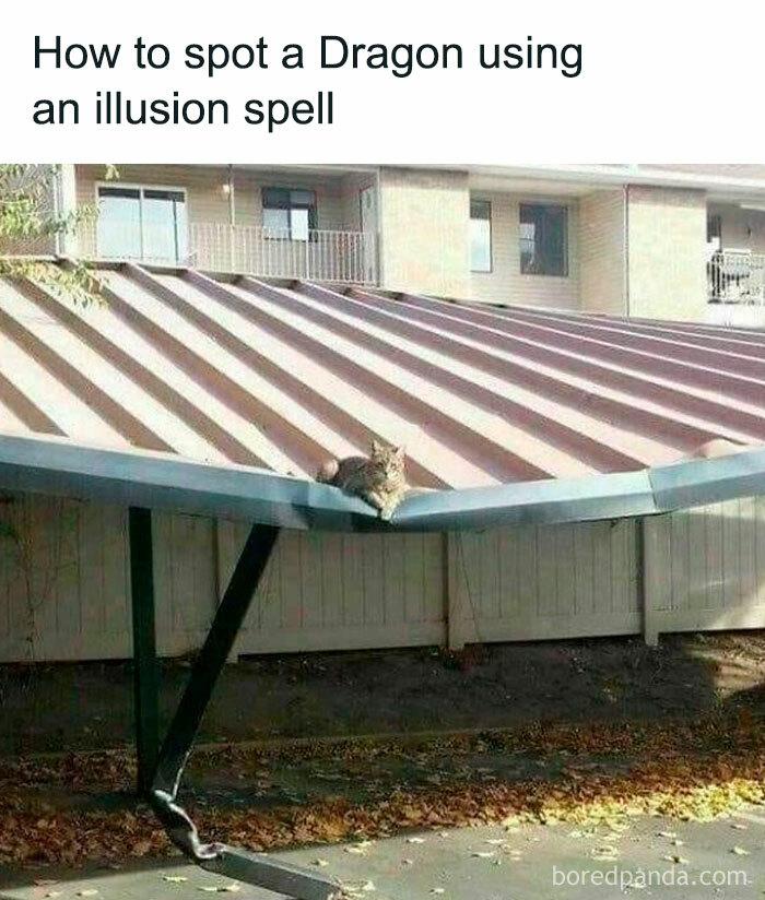 Cat perched on a slanted roof blending into the shadows, perfect for cute and chaotic cat content memes.