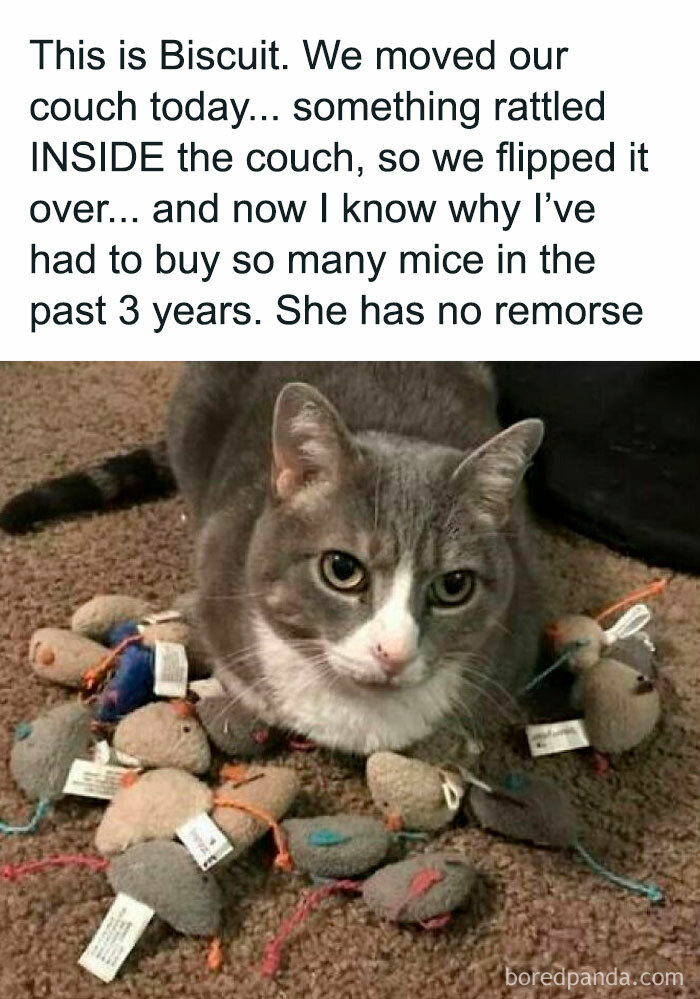 Gray and white cat surrounded by dozens of toy mice, showcasing cute and chaotic cat content humor.