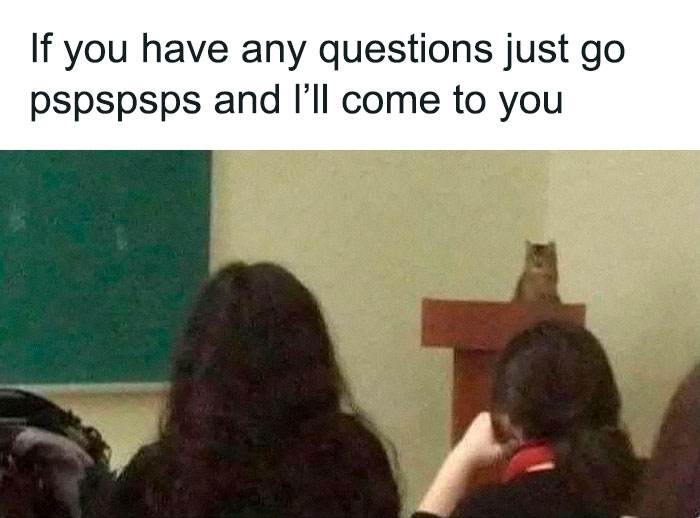 Cat meme with a small cat sitting on a podium, caption about calling a cat with pspspsps for chaotic cat content.