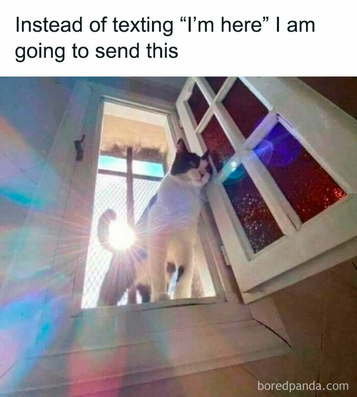Cat standing on a windowsill with sunlight behind, showcasing cute and chaotic cat content in a funny meme format.