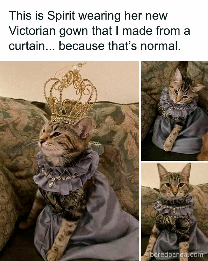 Cat wearing a Victorian gown and crown, showcasing cute and chaotic cat content in a playful and charming setting.