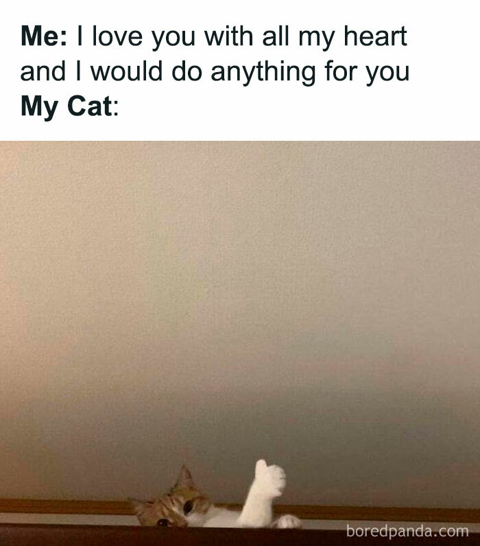 Cute and chaotic cat meme showing a cat giving a thumbs up from a high ledge in playful cat content.