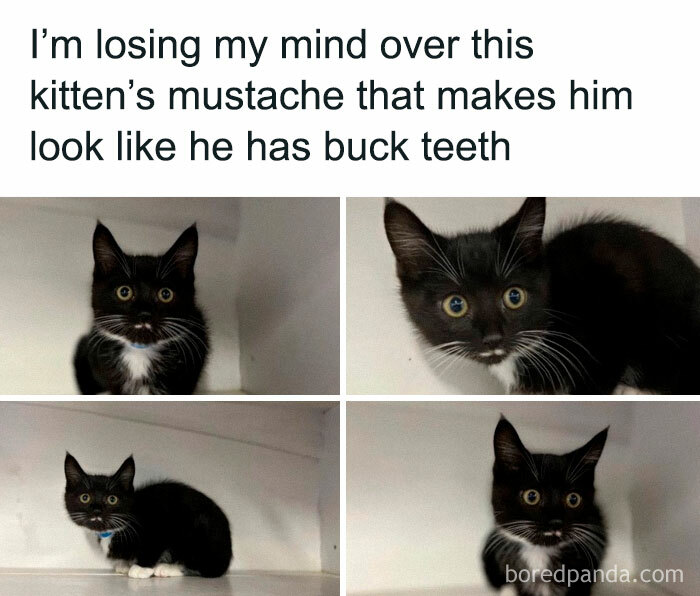 Black kitten with white mustache and paws posing in different angles, perfect for cute and chaotic cat content memes.