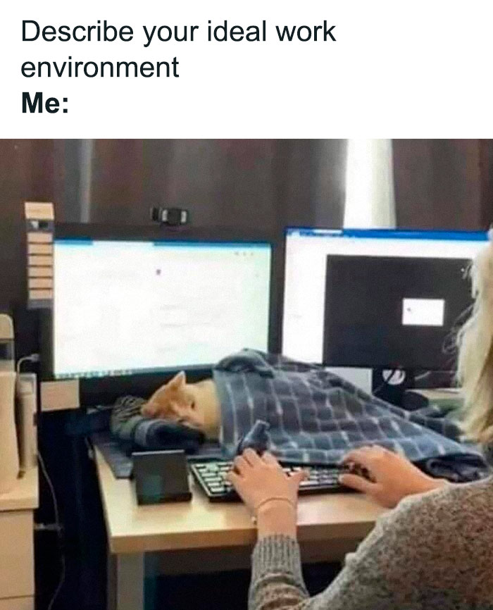 Person typing at a desk with a cat wrapped in a blanket on the keyboard, showcasing cute and chaotic cat content.