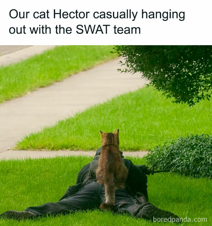 Cat named Hector sitting on a SWAT team member lying on grass, showcasing cute and chaotic cat content humor.
