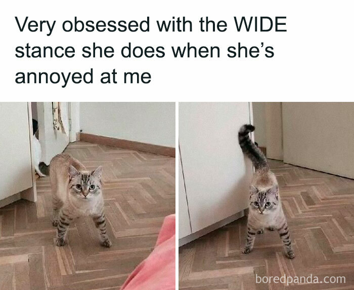 Cat standing in a wide stance on wooden floor showing cute and chaotic cat content for meme lovers.