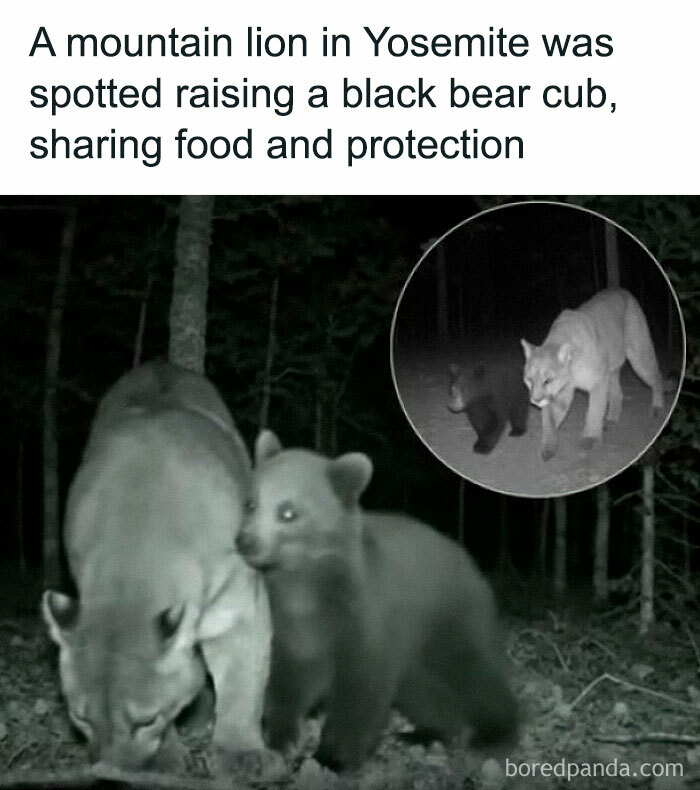 Mountain lion and black bear cub together in Yosemite forest at night, showcasing unusual animal behavior in nature.