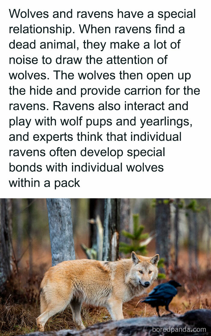 Wolf and raven in a forest, illustrating their unique relationship linked to existence, reality, and the universe.