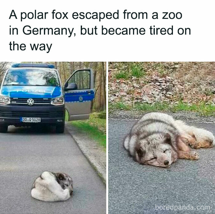 A polar fox curled up and resting on a road next to a police vehicle, illustrating existence and reality moments.