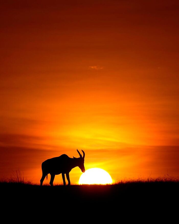Wildlife silhouette of an antelope at sunset with a vibrant orange sky capturing stunning wildlife silhouettes.