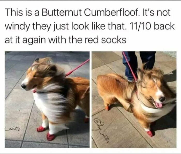 Two photos of a fluffy dog wearing red socks outside, fur blown by wind, featured in cute dogs posts.