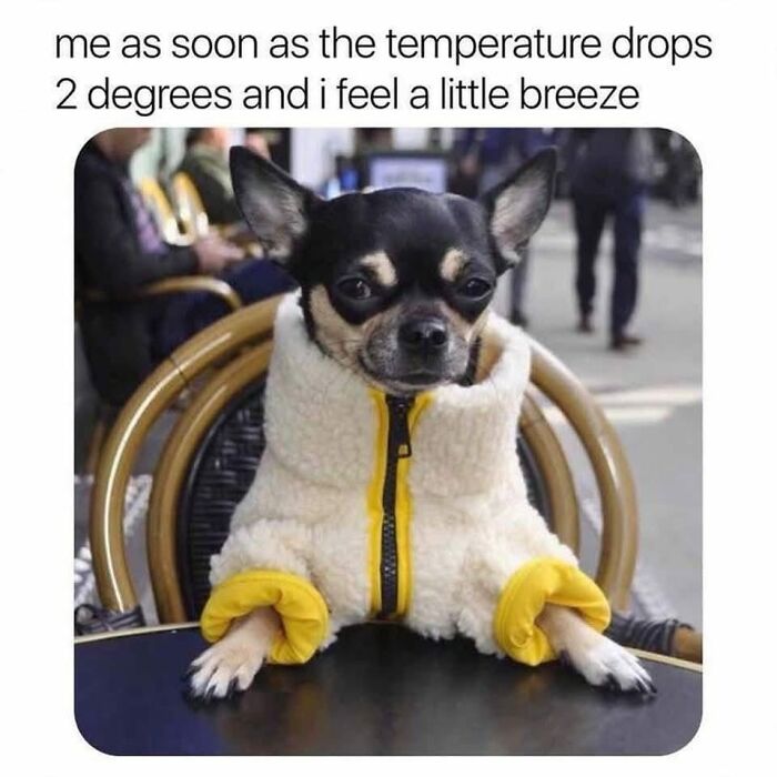 Small dog wearing a cozy jacket, sitting at a table, a cute and sweet animal meme to make you smile.