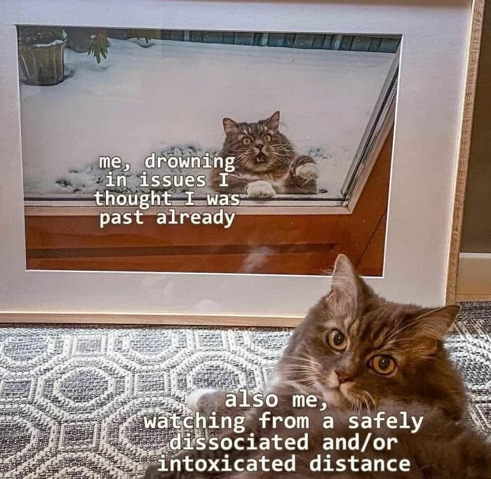 Cat animal meme showing a distressed cat peeking through a window and another looking on from inside, cute and sweet humor.