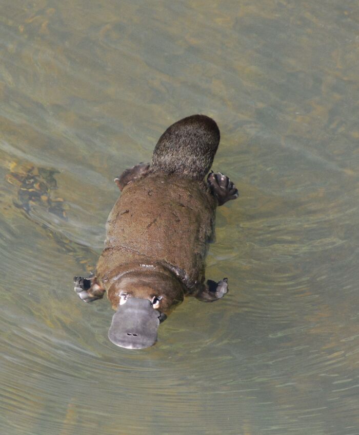 Platypus swimming underwater showcasing a rare animal often featured in facts that sound made up but are true
