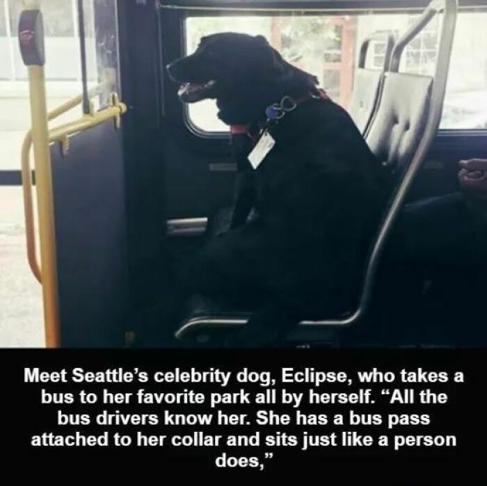 Black dog sitting alone on a bus seat wearing a collar with a bus pass in a cute dogs posts moment.