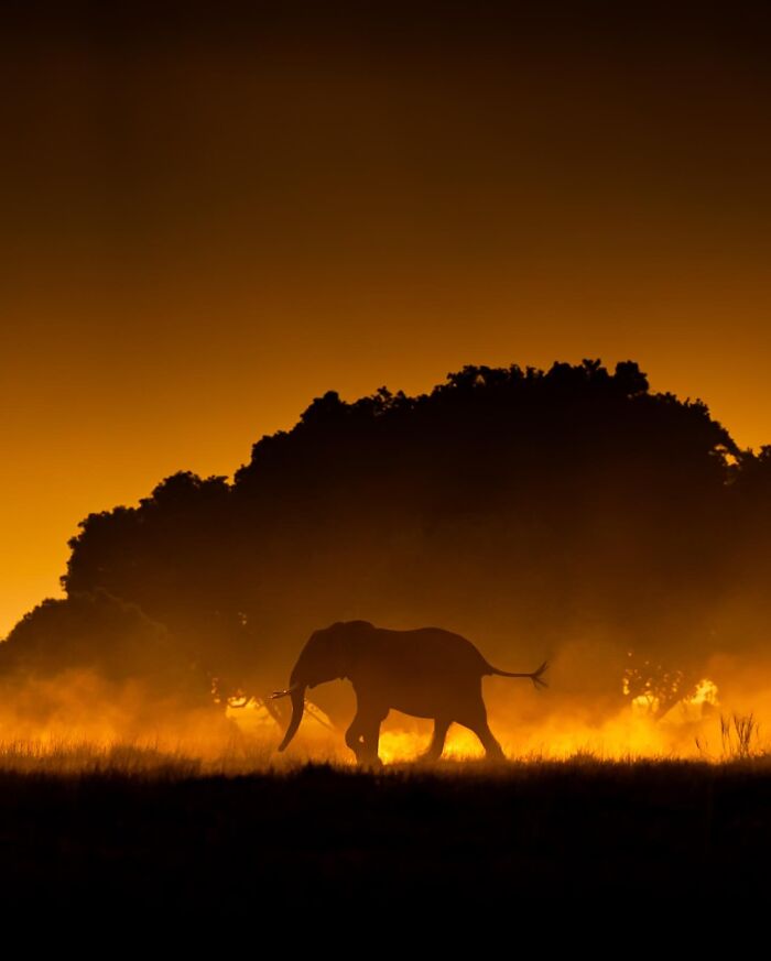 Elephant wildlife silhouette at sunset with golden sky and trees in the background, showcasing stunning nature beauty.