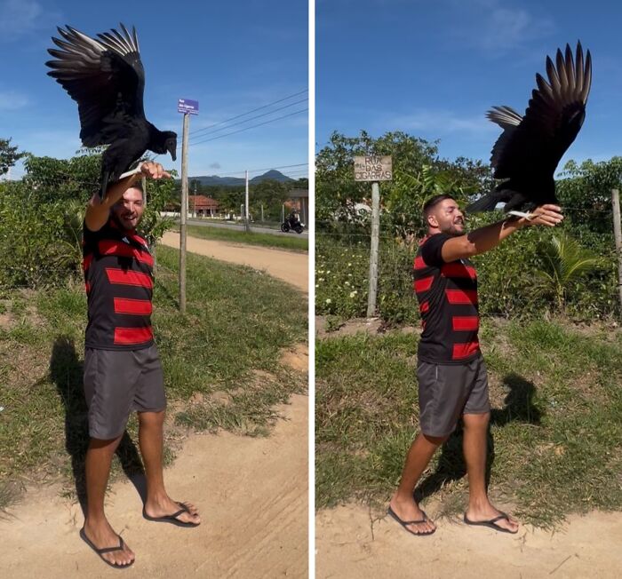 Man in casual clothes outdoors with a wild vulture perched on and flying from his arm, showing strong human-vulture bond. Man in casual clothes outdoors with a wild vulture perched on and flying from his arm, showing strong human-vulture bond.