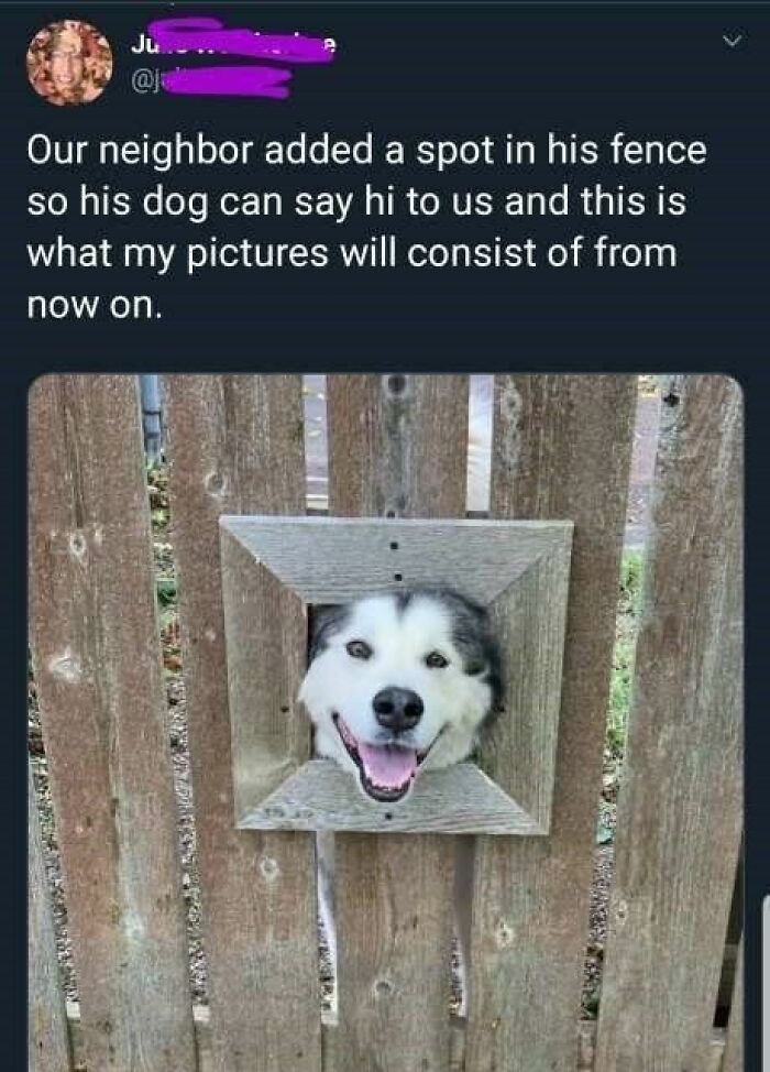 Happy dog peeking through a small fence opening, perfect for cute dogs posts featuring friendly neighborhood pets.