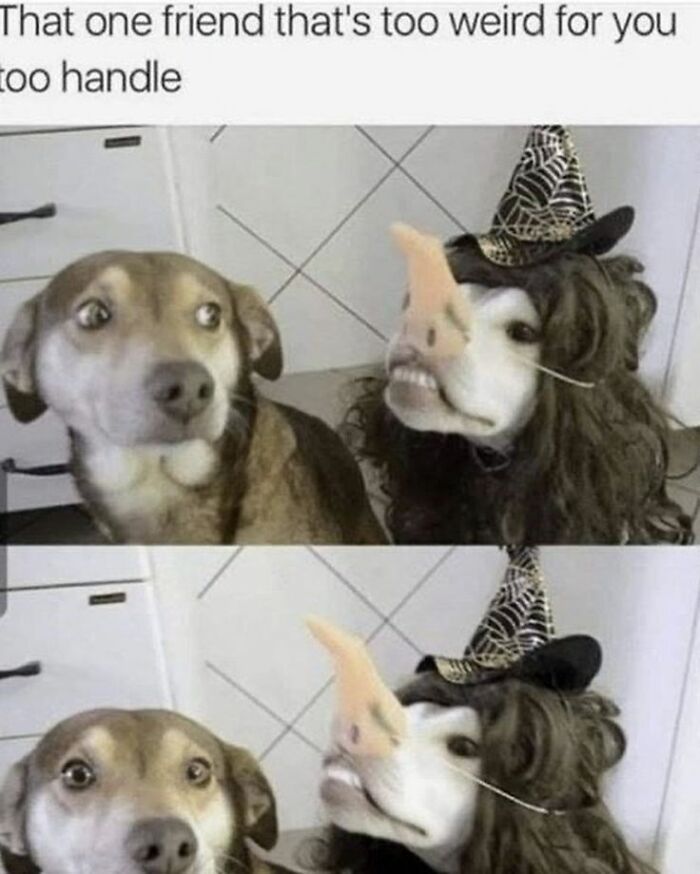 Two dogs with one wearing a witch hat and nose costume, showing playful and weird expressions in cute dogs posts.