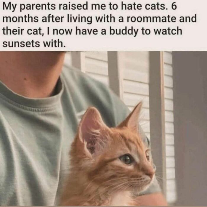 Person holding an orange cat by a window, sharing a heartfelt moment reflecting on cat memes and companionship.