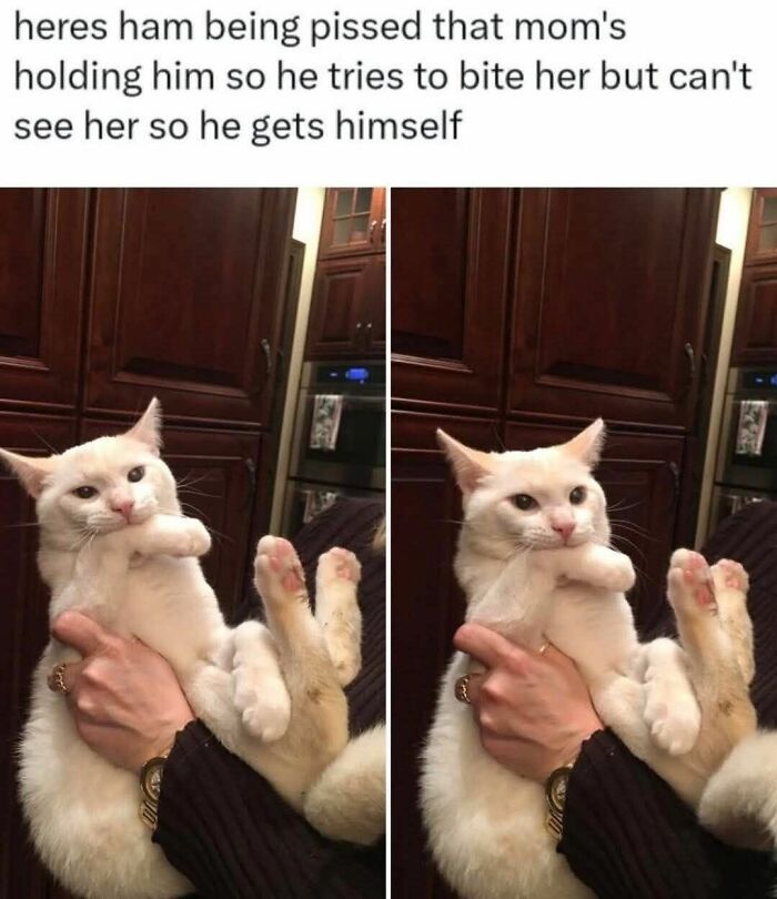 White cat trying to bite while being held, funny cat meme perfect for holiday cat memes that bring joy and laughter.