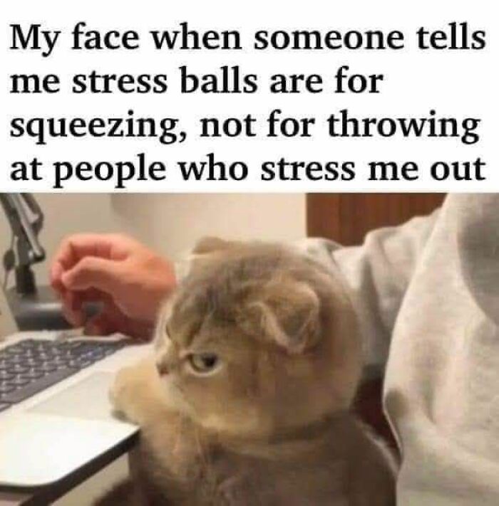 Cat meme showing a grumpy cat beside a laptop with a caption about stress balls and stress relief humor.