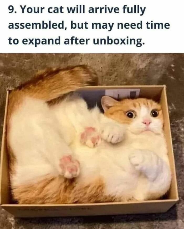 Orange and white cat curled up tightly in a small box, illustrating a funny cat meme for holidays and special moments.