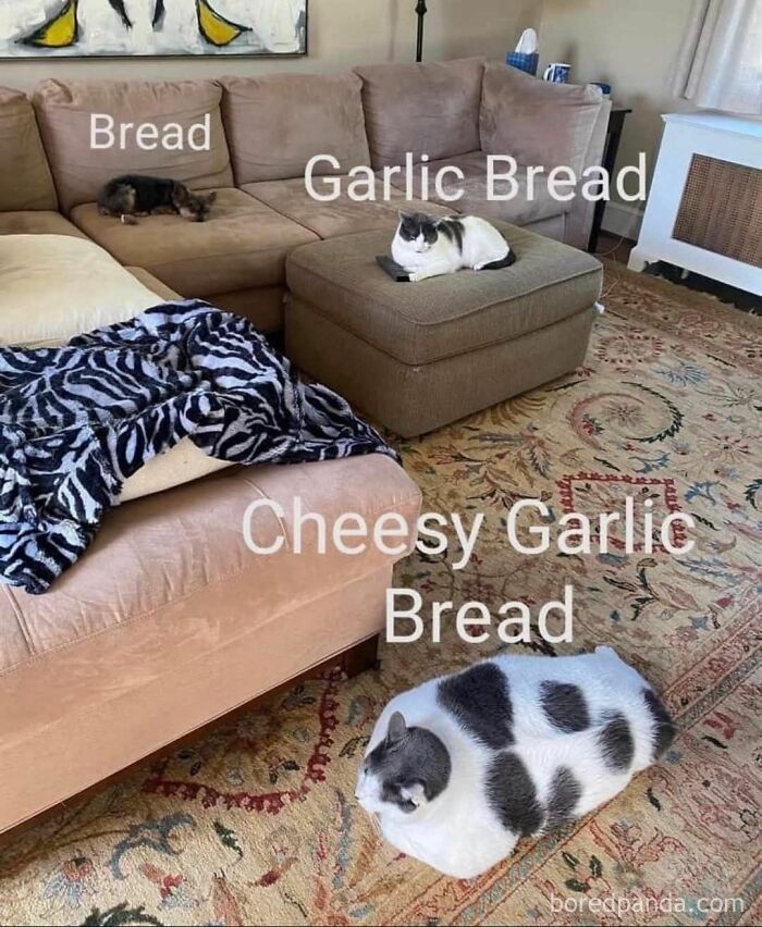 Three cats labeled as bread, garlic bread, and cheesy garlic bread resting on furniture in a living room, cat memes style.