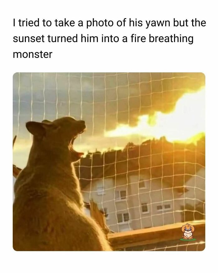 Cat meme showing a cat yawning with sunset light creating a fire breathing monster effect for holiday fun.